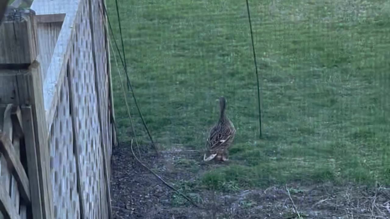 Ducks found the food too