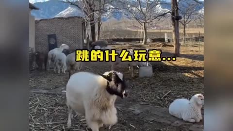 sheep fight