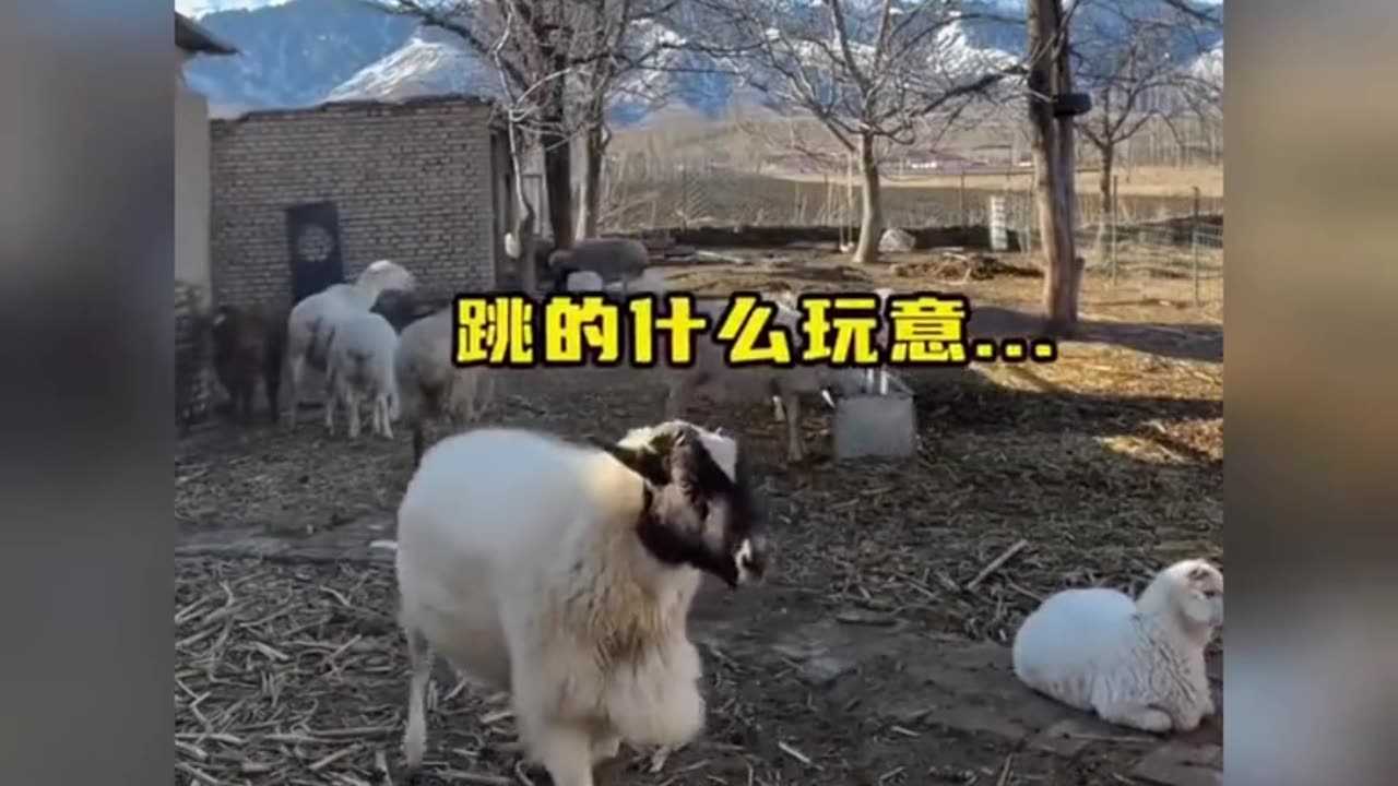 sheep fight