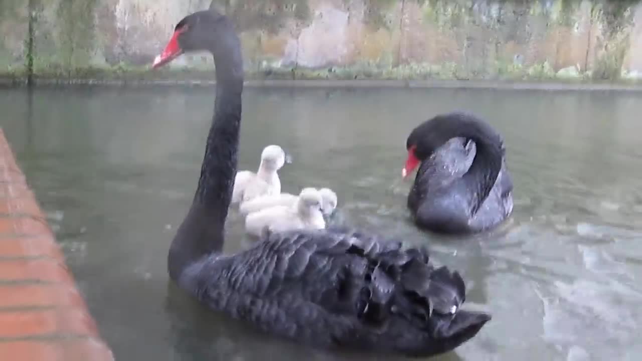 the black swan family goes down to the lake