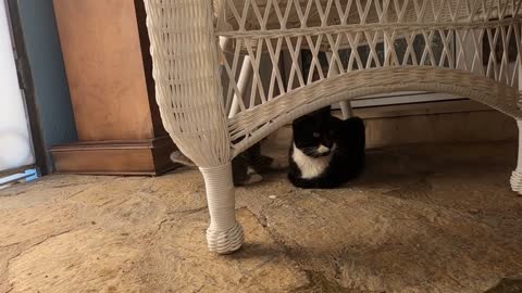 Cute kittens are playing with pine cone like a football player