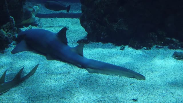 A beautiful, colorful shark on the ocean floor.