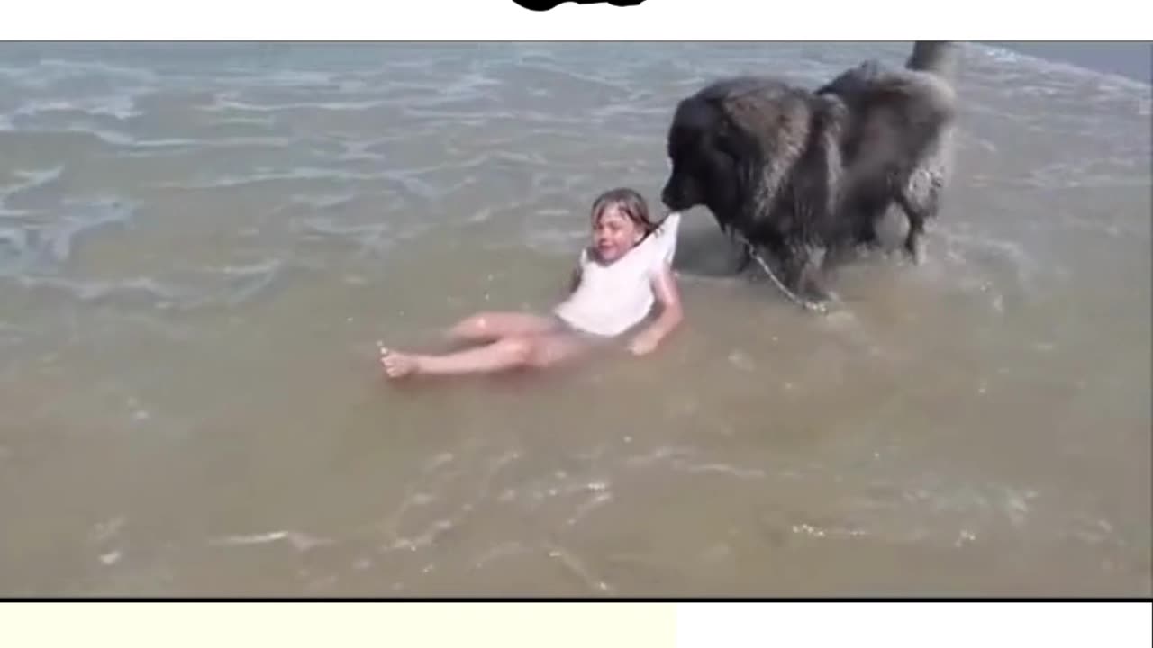 Watch this hero dog, save a girl from potential danger! Touching!