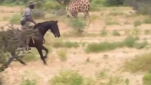 Horse SOO Cute! Cute And funny horse Videos Compilation cute moment #21