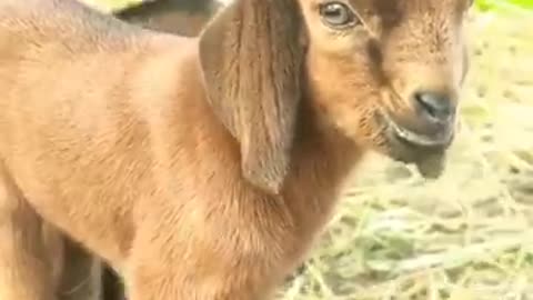 small goat