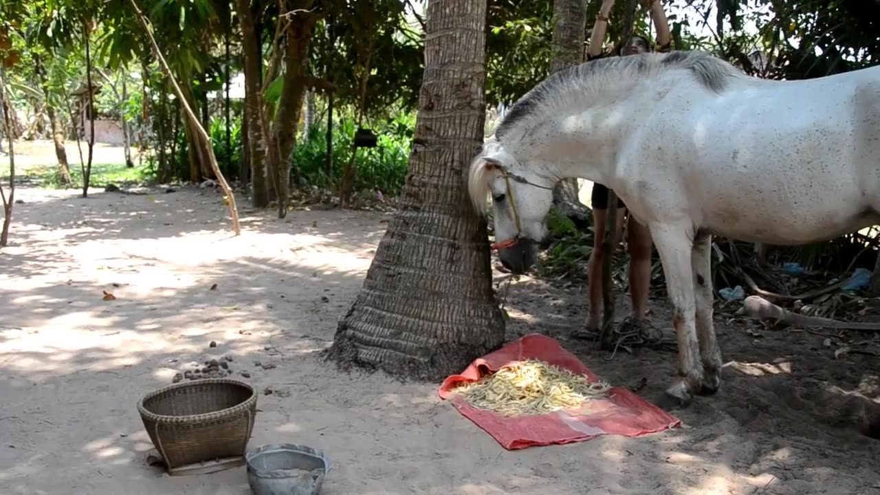 How To Care Your Horse, My Sister Learn How to Give Food to Her Horse.