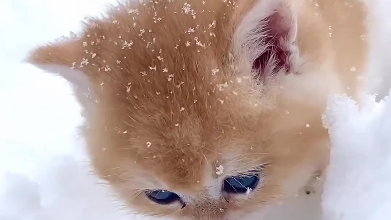 look how much the cat is having fun in the snow 😼❄️😼❄️😼❄️