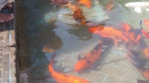 6 year old boy enjoying the fish 🐠 🐟