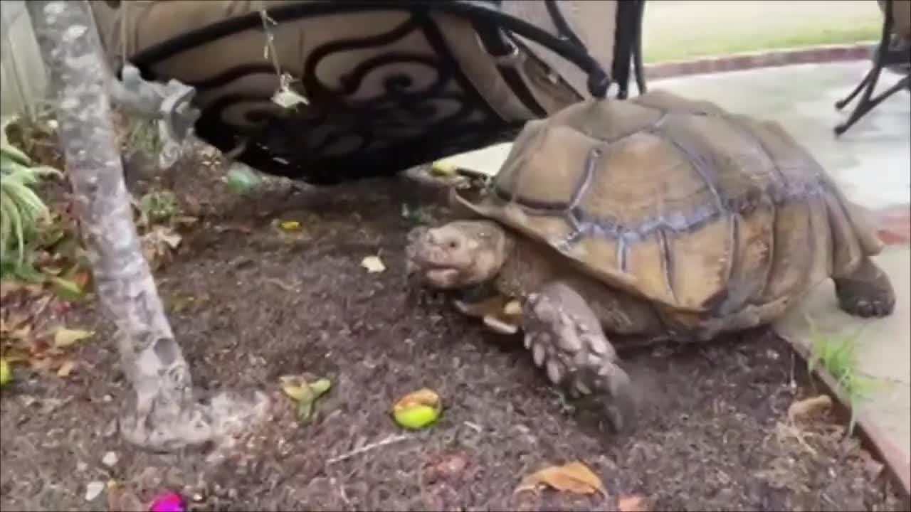 124 Pound Tortoise Pushes Chair as He Casually Walks Around