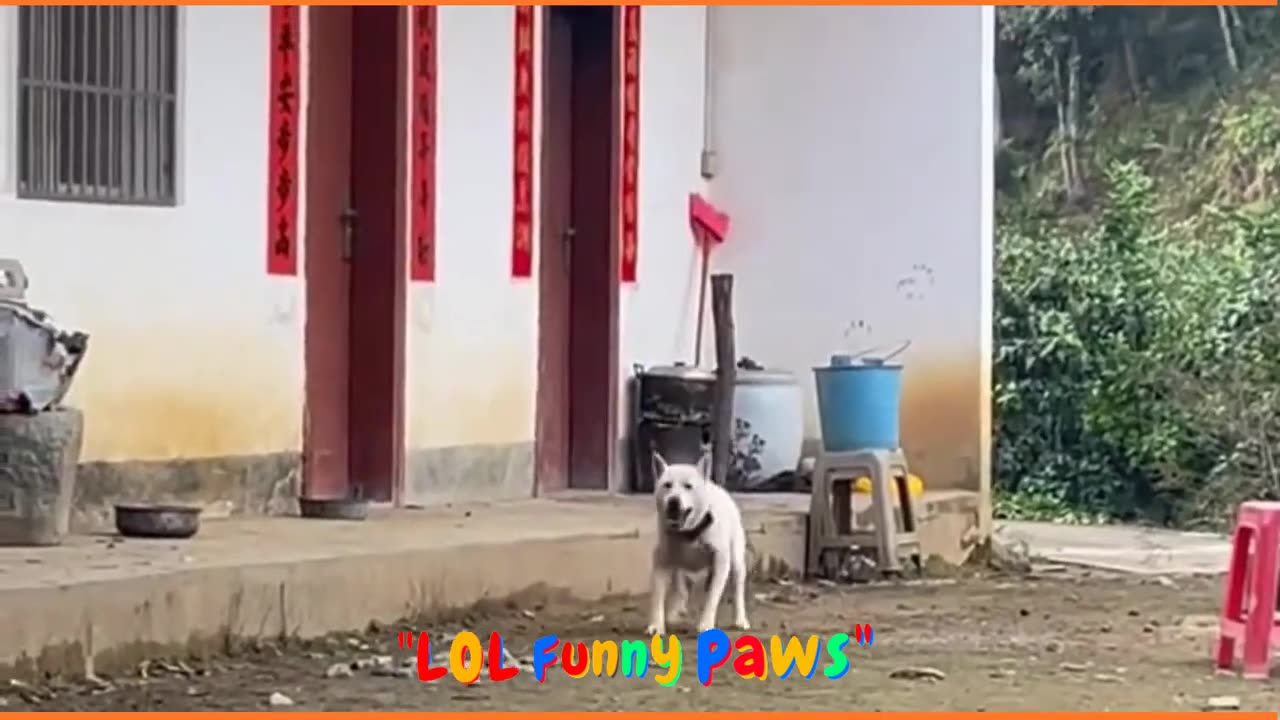 Funny animals videos🥱