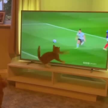 Episode 1 | cute cats and dogs compilation video | cutest baby animals