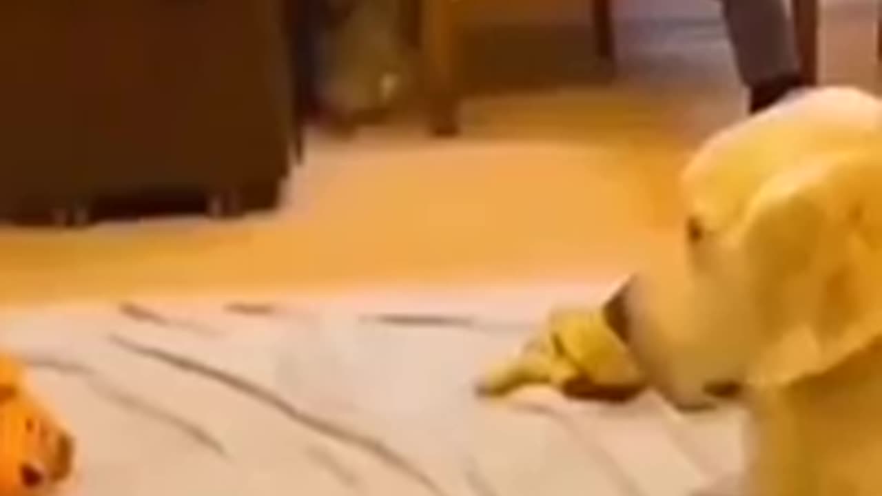 funny animals cats and dogs try not to laugh
