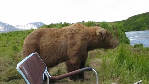 bear sits next to guy