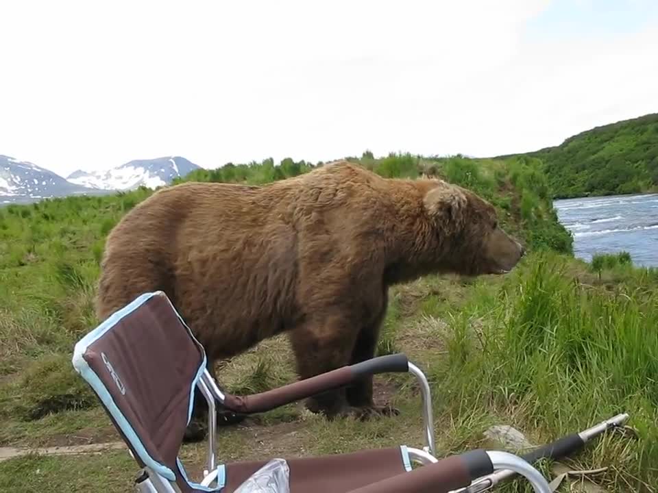 bear sits next to guy