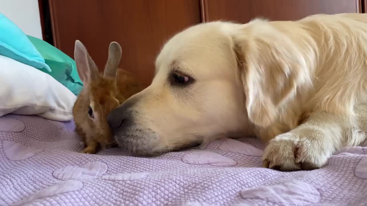 Dog and Rabbit Play on the Bed