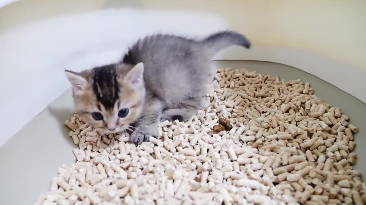 Kittens are too skilled at finding fun