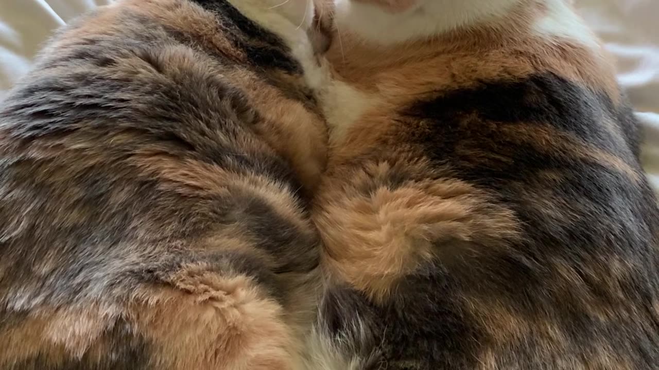 Cats Sister love