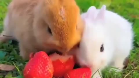 Let's love, play and live #shorts #viral #shortsvideo #video