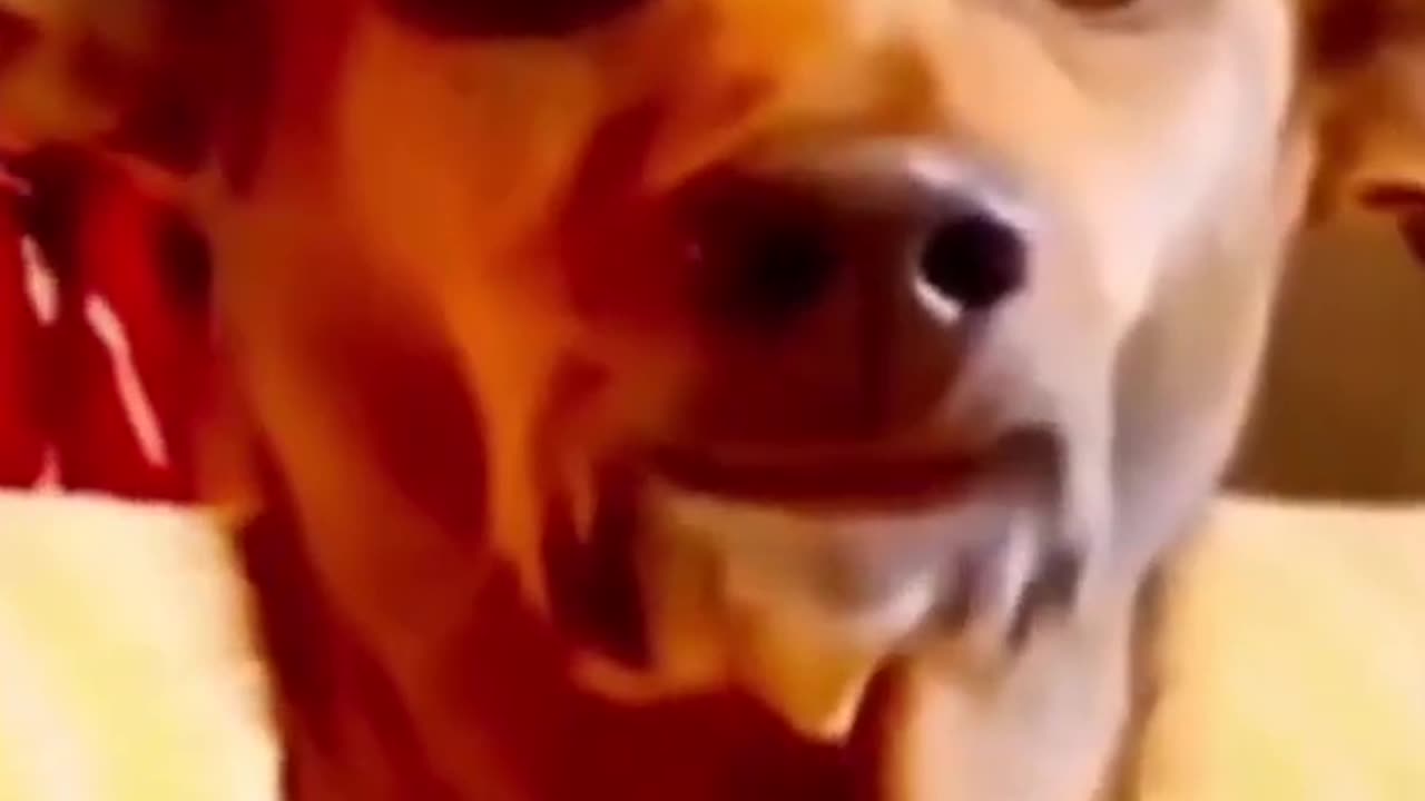 Lustige Videos 2