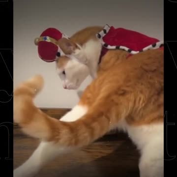 Funny Cat Video Me No Matter Where I'm at