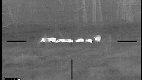 When a coyote hunt turns into a pig hunt