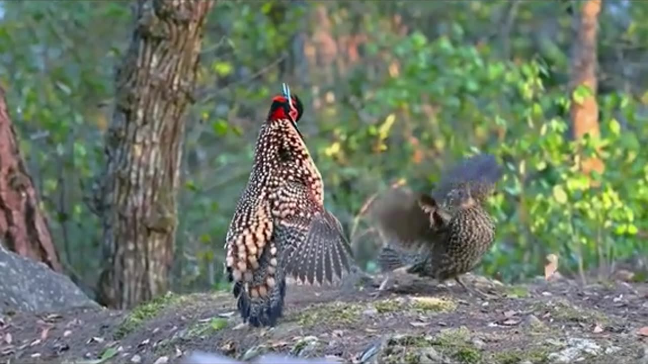 What is the bird