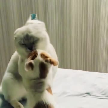 Worlds best cat and kids love | Cute animal videos |Funny dog&cat videos|Hilarious pet videos|funny video
