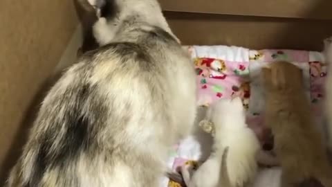 Funny animal Dogg