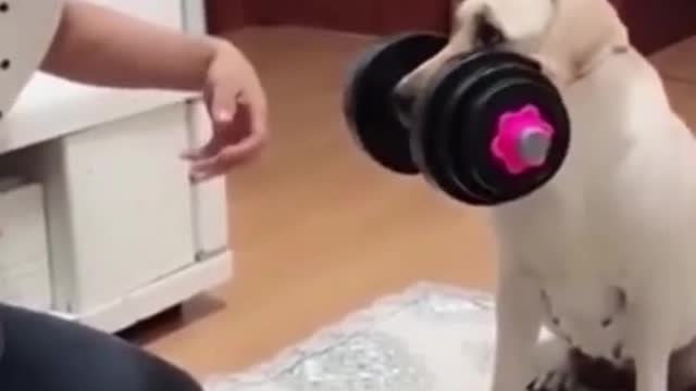 funny cute dogs and cats