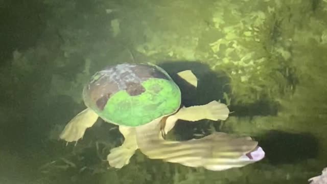 Spotting a Long Necked Turtle Swimming at Night