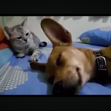 Cat hits dog for farting