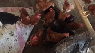 Hen love birds
