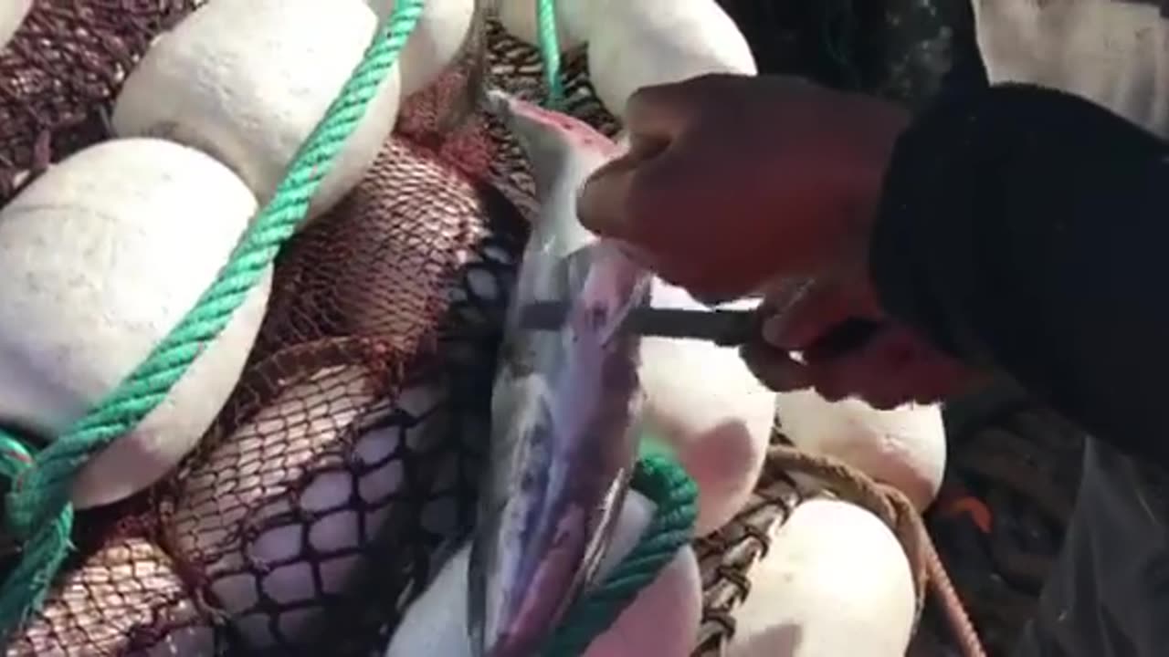 Cleaning fish in Morocco