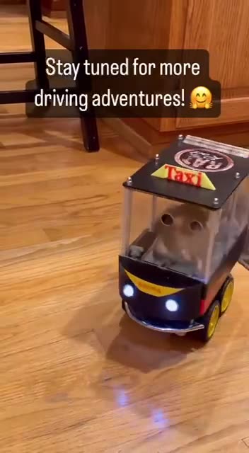 Treats will make us learn and do anything 🤣