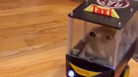 Treats will make us learn and do anything 🤣