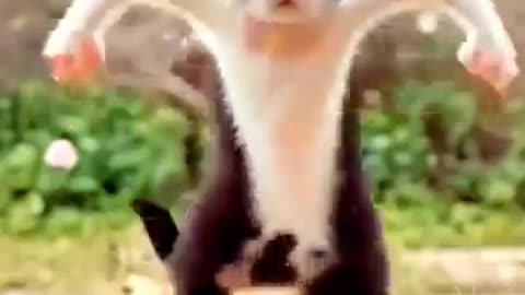 Funny Animal Cute ::))