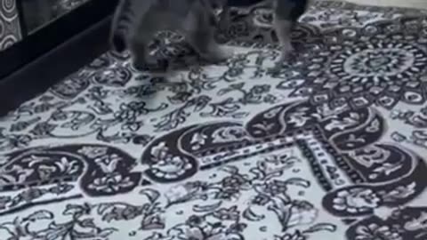 Funny lovely cats @cats @pets