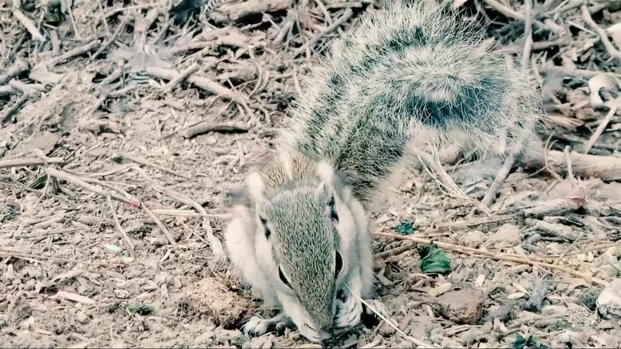 Relaxing sound with cute animal