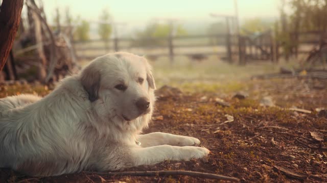 Dog on a farm