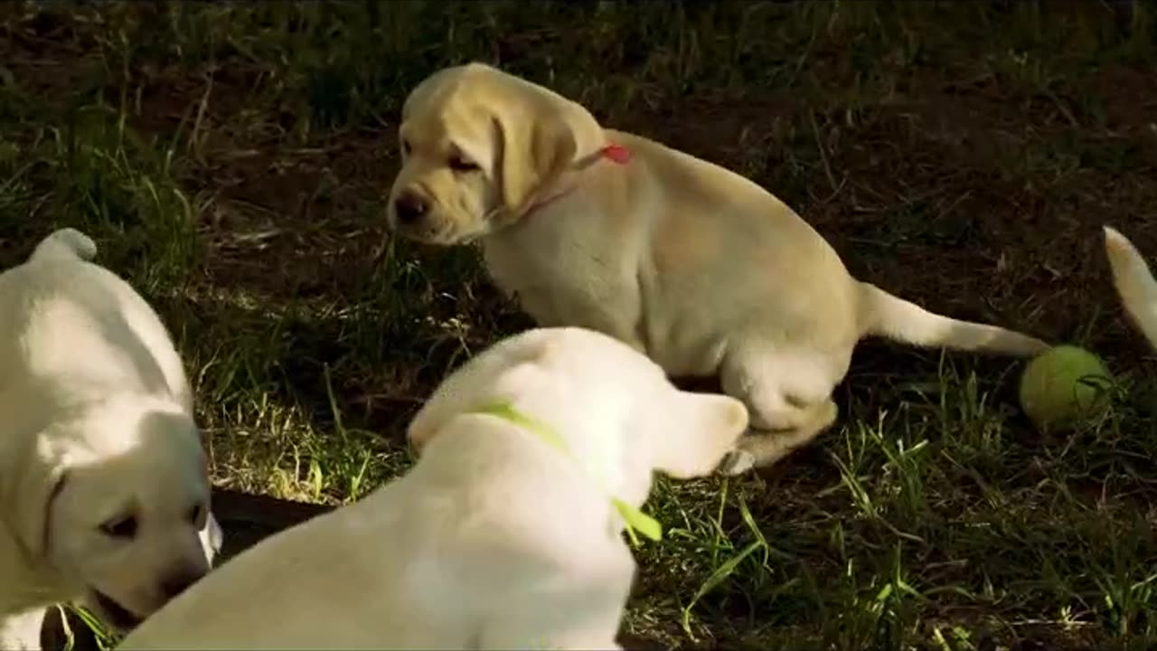 GREAT ESCAPE! Adorable Lab Puppies Play Outside#puppy #instadog #dogs #youtubeshorts #viralreels