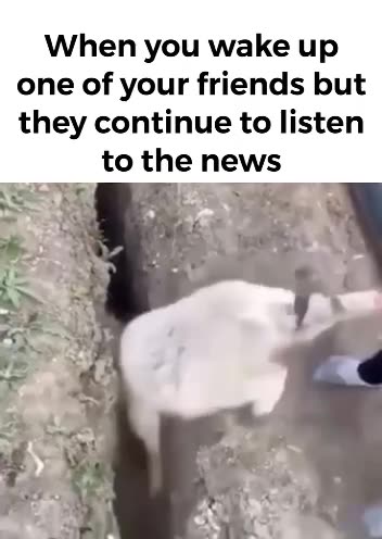 Shorts - Sheep Just Staying Sheep