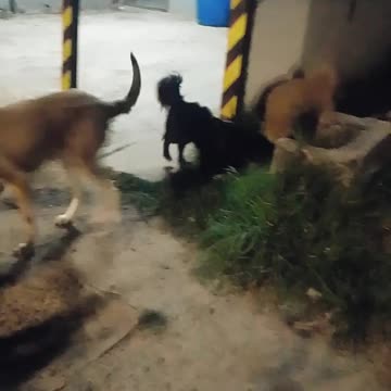 Hubo que madrugar con la barra de peludos - Tacuarembó 16/12/2024