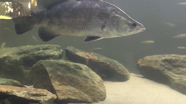 My new pet Barramundis