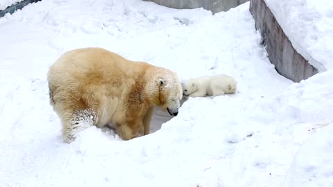 Bear in the snow.