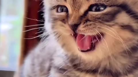 Funny Animal's Video 😂😂😂