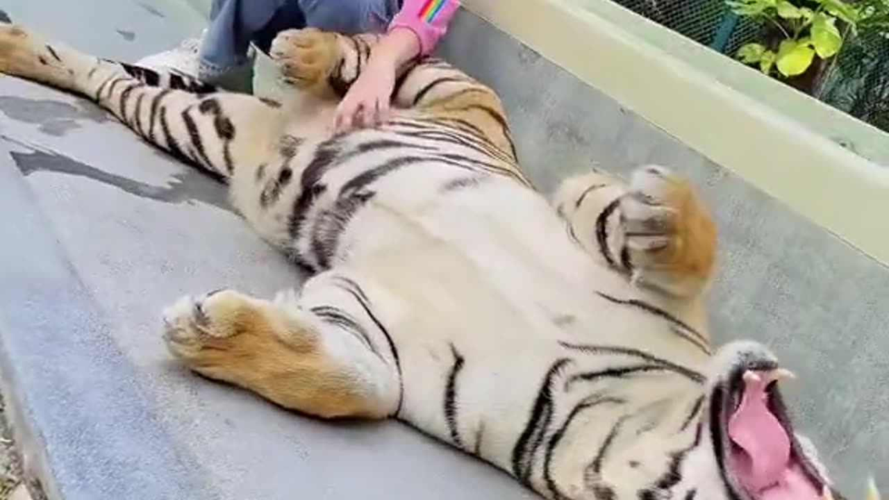 Beautiful girl fun with tiger