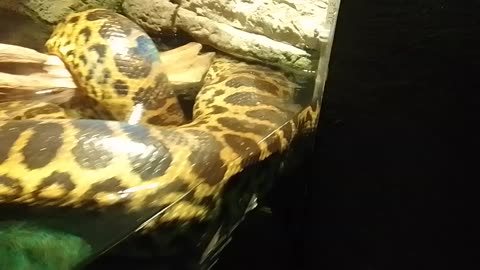 Yellow Anaconda