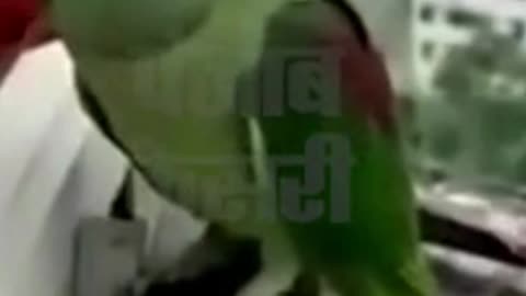 Parrot is calling for mom by knocking on the window