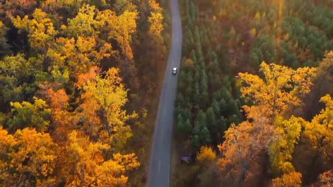 Enchanting Autumn Forests with Beautiful Piano Music