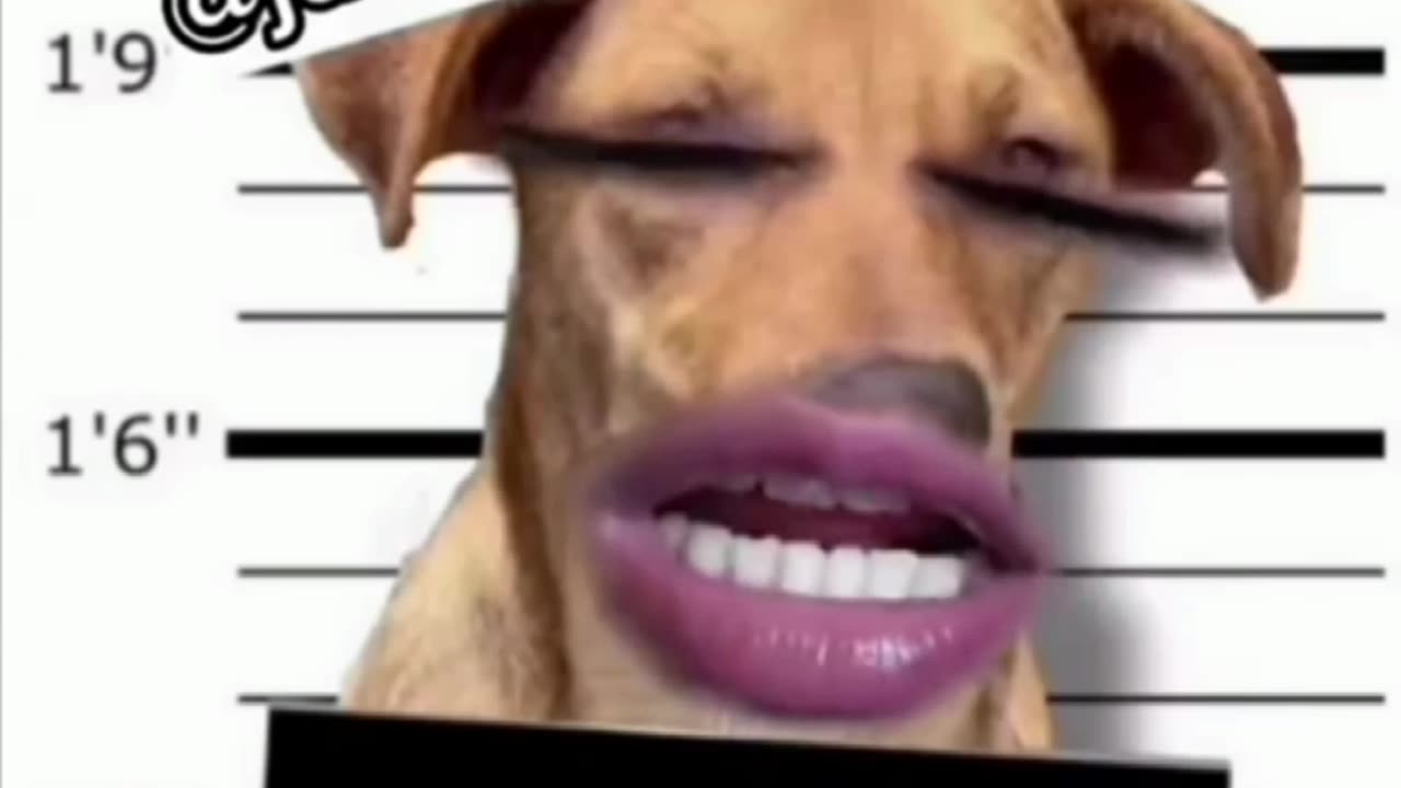 Não aguentei de tanto rir quando vi esse vídeos